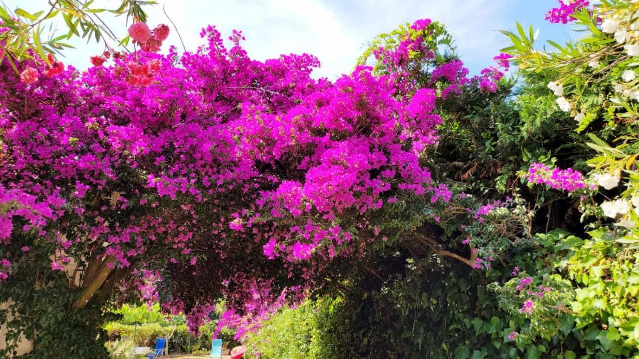 Villa Provencale A Sainte Maxime, Golf De Saint Tropez Dış mekan fotoğraf
