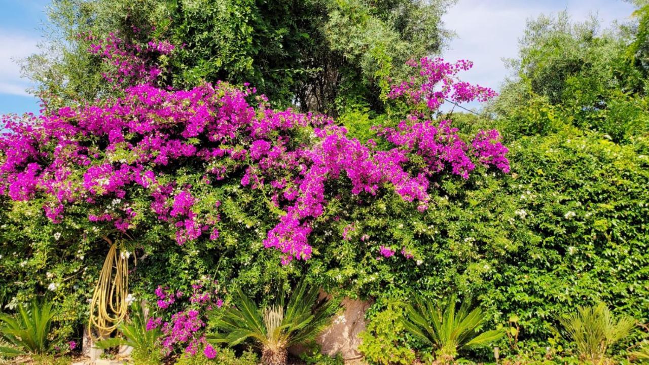 Villa Provencale A Sainte Maxime, Golf De Saint Tropez Dış mekan fotoğraf